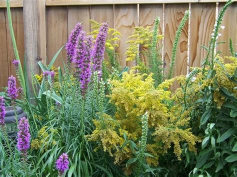 See 25 Native Ohio Perennials For Your Garden Vibrant Color And Deer