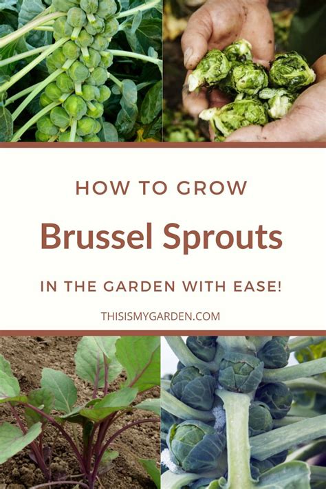 How To Grow Brussels Sprouts In 2021 Brussel Sprouts Harvesting