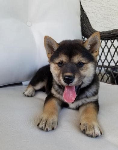 They are the best choice for those storing a lot of value or planning to hold long term. Shiba Inu Puppy for Sale - Adoption, Rescue for Sale in ...