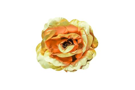 Gold Rose On A White Background Stock Image Image Of Nature Color