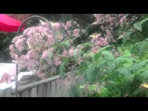 Eastern Tiger Swallowtails On Joe Pye Weed Youtube