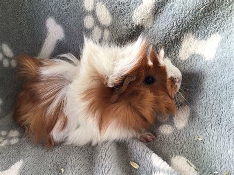 Female Guinea Pigs For Sale In Great Yarmouth Norfolk Gumtree