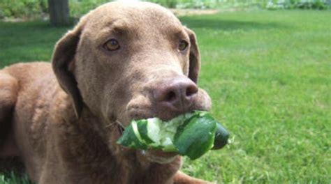 Then can dogs eat guava? Can Dogs Eat Cucumbers? | Dog eating, Can dogs eat, Dogs