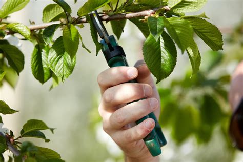 Hoe Onderhoud Je Een Leiboom Flowbo B V