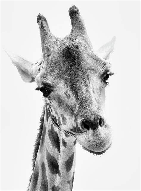 Giraffe Portrait In Black And White By Athena Mckinzie