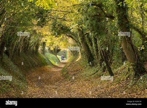 Tree Tunnel Avenue Sunken Lane Path Halnaker Sussex Uk November