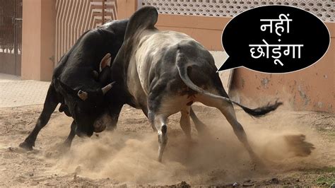 गाय हमारी माता है इनका हाल देखो शामगढ़ गाय माता की लड़ाई 2019