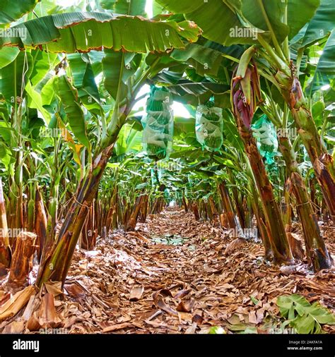 Rows Of Banana Trees At Banana Plantation Stock Photo Alamy