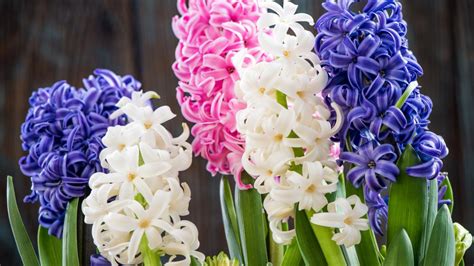 Hyacinths Planting And Caring For Hyacinth Flowers The Old Farmers