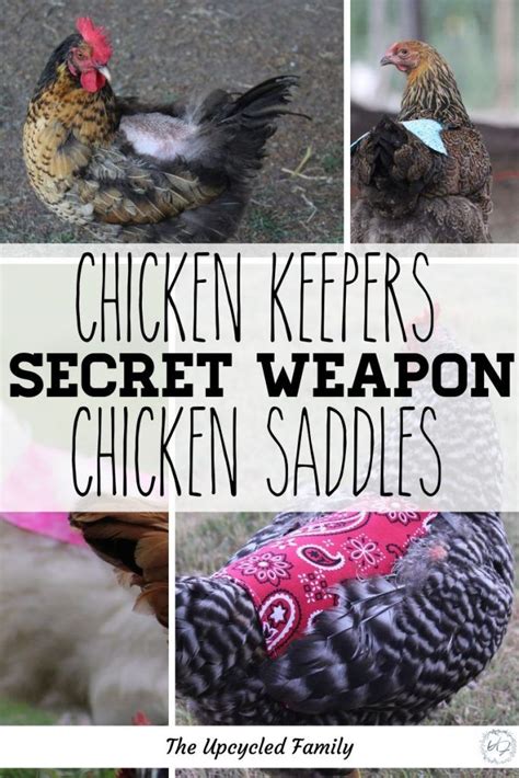 the easy diy that will save your chickens feathers in 2020 chicken saddle chickens backyard