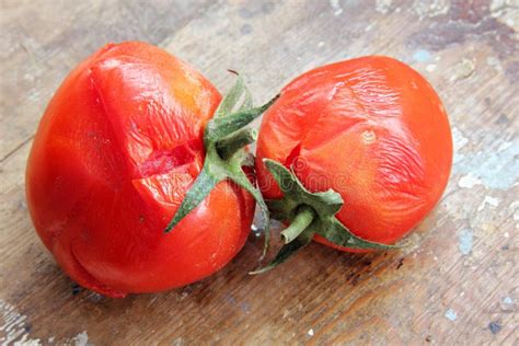 Rotten Tomato 2 Stock Image Image Of Languish Vegetable 1541695