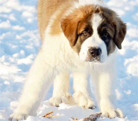 Saint Pyrenees Great Pyrenees And St Bernard Mix Info Pics Facts In