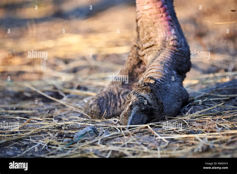 Ostrich Feet Hi Res Stock Photography And Images Alamy