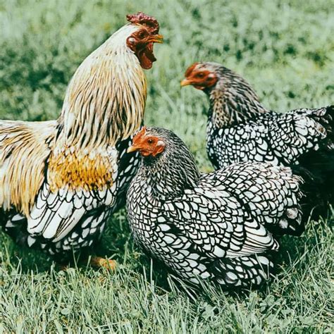 Wyandotte Chicken The Most Beautiful Dual Purpose Heritage Breed