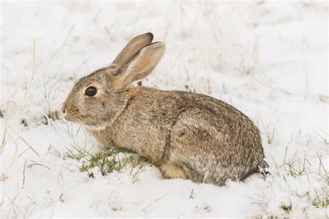 Cottontail Rabbit In Winter — Stock Photo © Twildlife 5877164