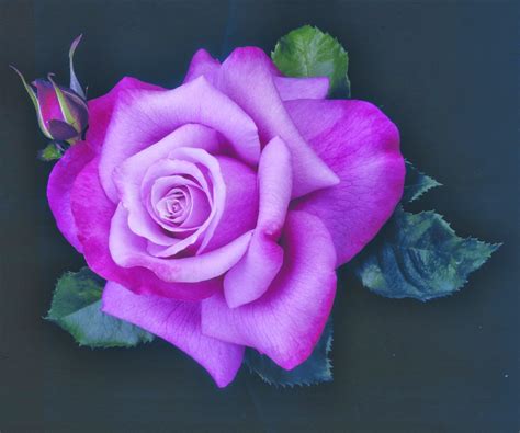 Top 92 Pictures Images Of Purple Roses Superb