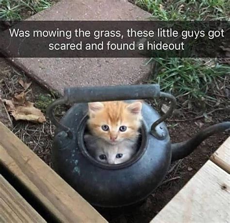 Cat Hideout Meme By Damusicgamer Memedroid