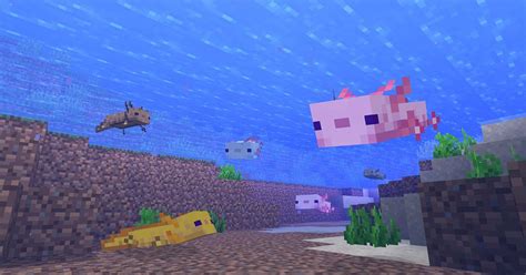 Axolotls Have Arrived In The Minecraft Caves And Cliffs Update Polygon