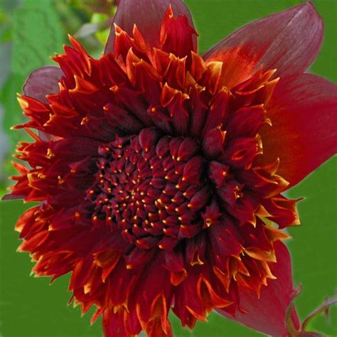 Check spelling or type a new query. Annabelle Bertles: Exotic Flowers Modesto California - Pin ...