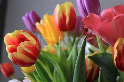 Tulip Stock Image Colourbox
