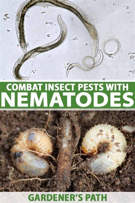 Use Beneficial Nematodes To Combat Insect Pests Gardener S Path