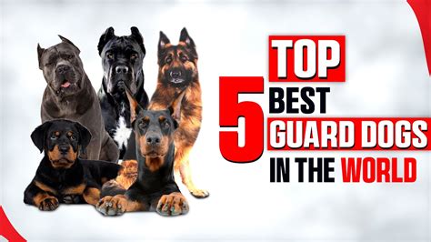 Top Guard Dog Breeds In The World Best Guard Dogs Youtube