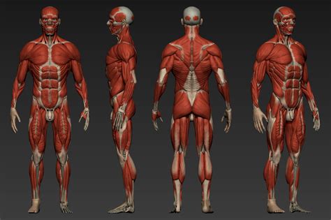 Human Anatomy Reference Poses Anatomy Faestock Bodenewasurk