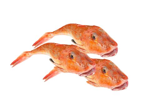 Con un coltello ben affilato dividete la gallinella o mazzola in tranci piuttosto spessi. Gallinella di Mare Intera Congelata - Picchioni Surgelati