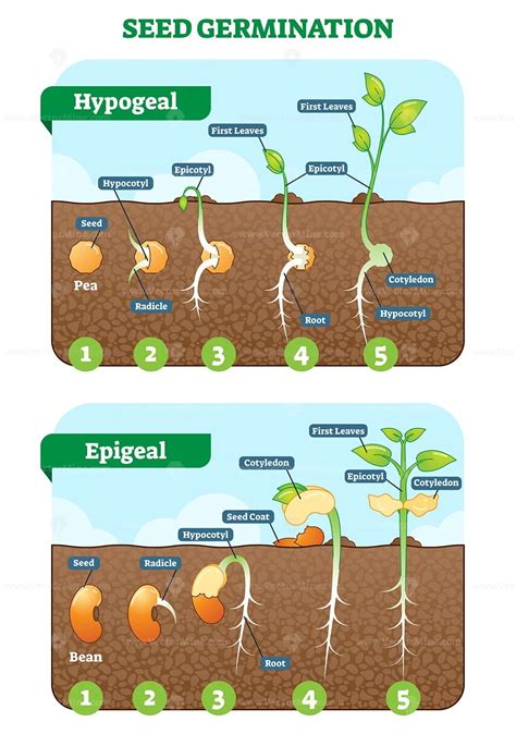 Seed Germination Cross Section Vector Illustration In Stages Vectormine