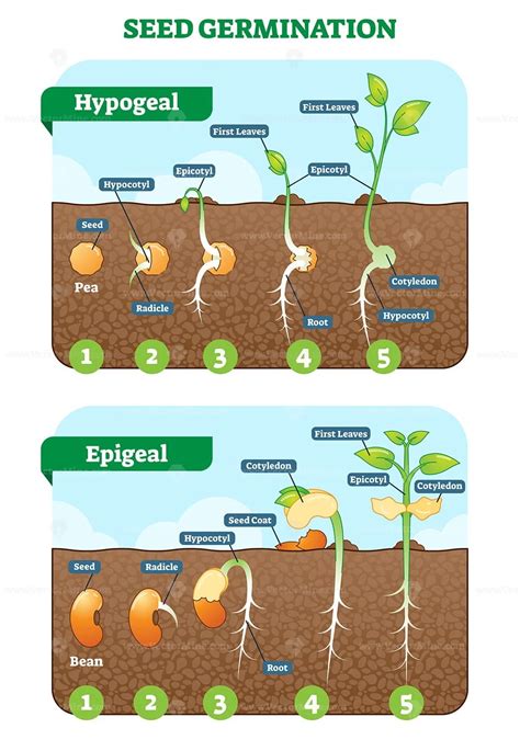 Seed Germination Cross Section Vector Illustration In Stages VectorMine