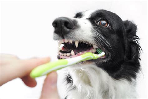 Honden Tanden Poetsen Kan Ik Een Tandenborstel Gebruiken