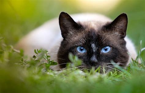 Are Siamese Cats Hypoallergenic Important Facts And Tips Pet Keen