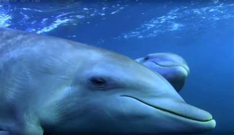 Captan A Delfines ‘drogándose Con Un Pez Globo Noticieros Televisa