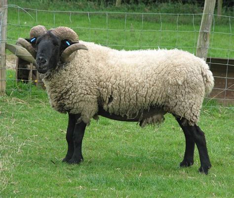 Norfolk Horn Sheep Breeds Suffolk Sheep Sheep