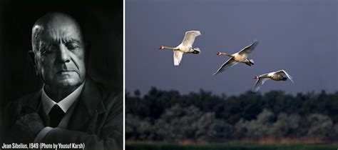 Listen To Jean Sibeliuss Symphony No5 From 1915 Inspired By A Passing Flock Of Swans