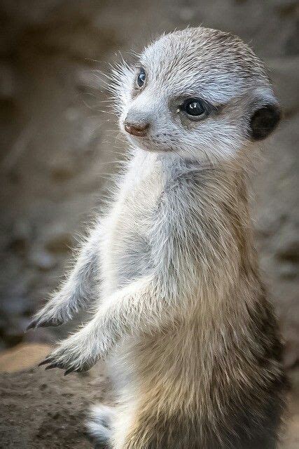 23 Best Meerkat Love Images On Pinterest Wild Animals Animals And Nature