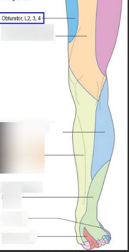 Unit Dermatomes And Nerves Of The Anterior Leg Diagram Quizlet Sexiz Pix