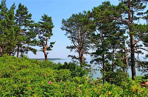 Hd Wallpaper Green Leafed Tree Lithuania Trees Pine Hill Sea