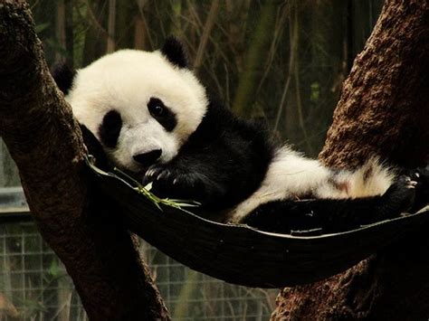 Weird And Wonderful Panda Monium