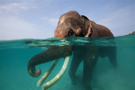 Elephant Swimming Photography