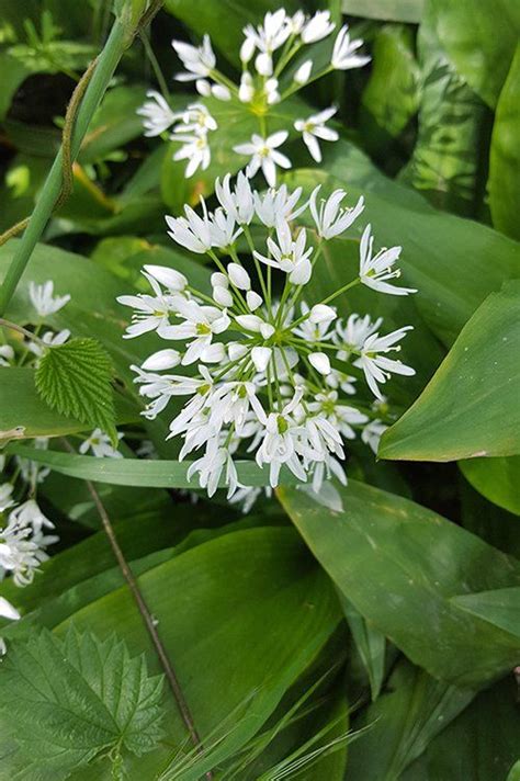 I fiori bianchi del solanum jasminoides nella cultivar 'alba' . Fiori Bianchi Orto Spontanee / Pin Su Fiori - È la più ...