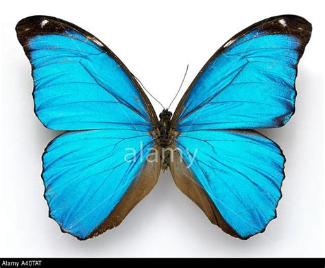 Cramers Blue Butterfly Morpho Menelaus Close Up Large Blue Morpho