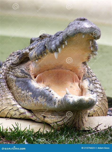 Laughing Crocodile Stock Photos Image 21376623