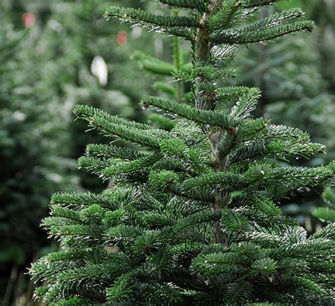 Fresh Cut Fraser Fir Christmas Tree Calloway S Nursery