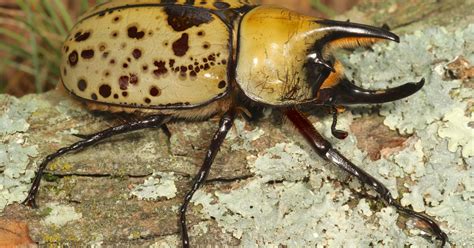 arthur v evans on the lives of beetles princeton university press