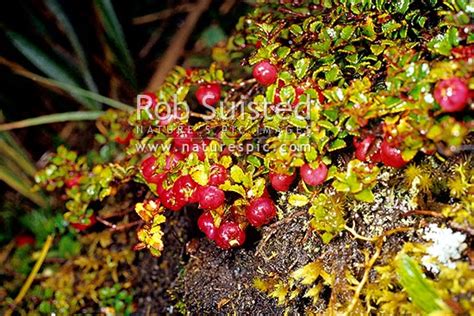 Alpine Native Red Snowberry Fruiting Gaultheria Sp Tararua Forest