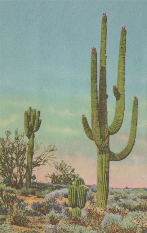 Free Vintage Cactus Botanical Illustrations And Cacti Images Call Me