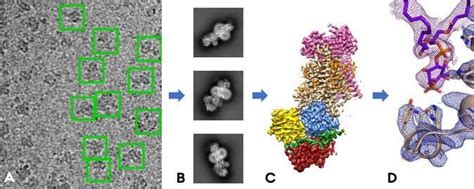 Cryo Electron Microscopy Reveals Structures Of Protein That Maintains