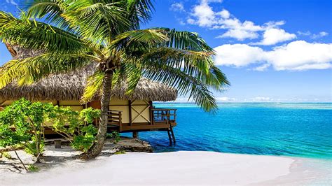 Hd Wallpaper Palm Caribbean Sand Sandy Beach Coast Resort