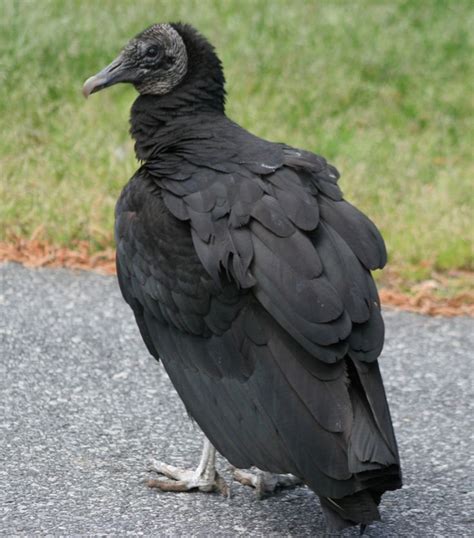 Black Vulture At Kennesaw Mountain National Battlefield Park In Georgia